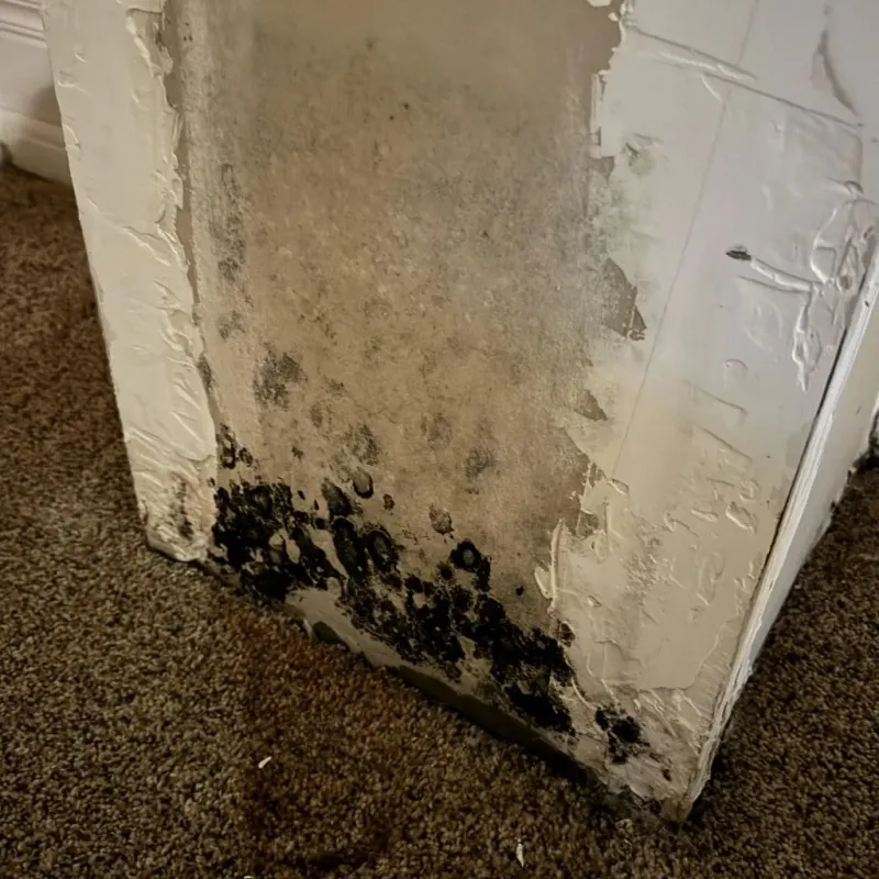 Professional Mold Removal in Valparaiso, IN